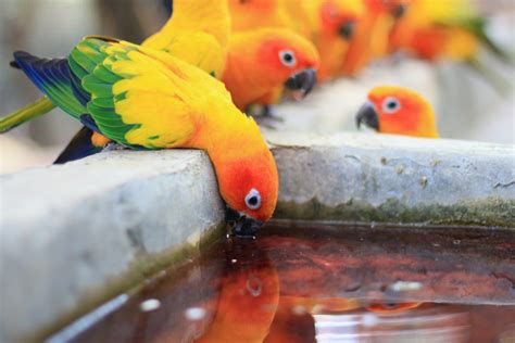 A Blue Fronted Amazon parrot drinking water