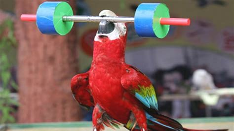 A Blue Fronted Amazon parrot exercising