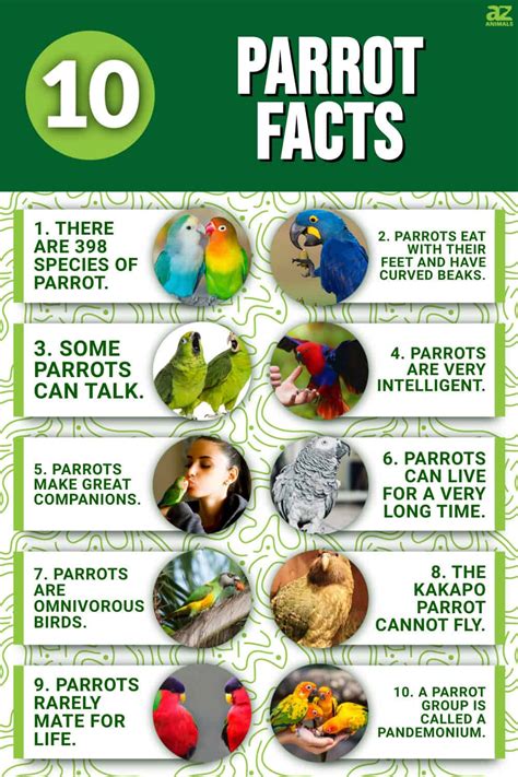 Parrot Facts and Trivia