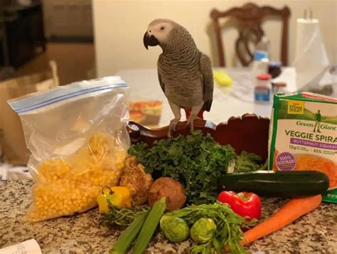 A healthy Blue Fronted Amazon parrot