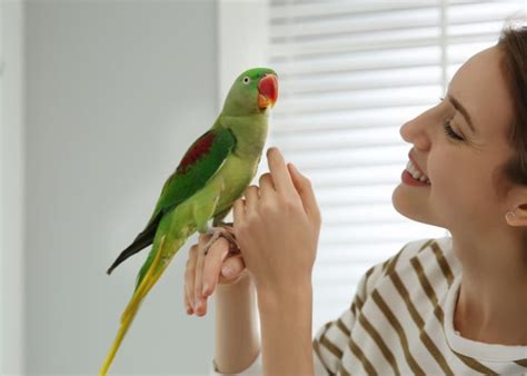 A Blue Fronted Amazon parrot with its owner