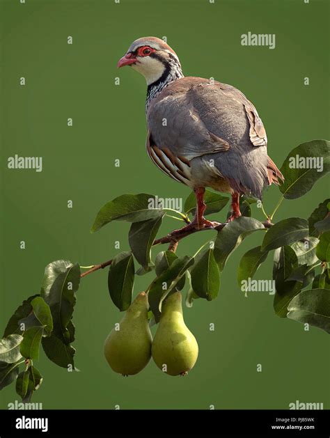 A Partridge in a Pear Tree