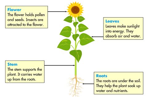 Parts of a Plant Worksheet