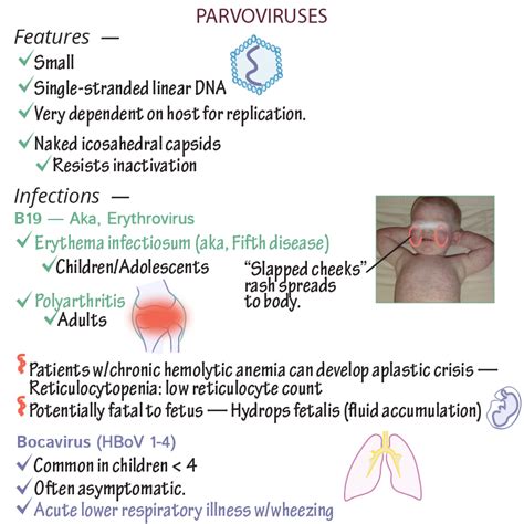 Parvovirus B19 Fetal Complications