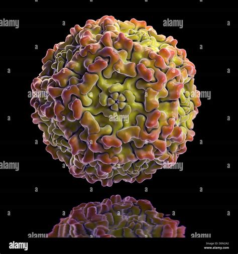 Parvovirus B19 Virus