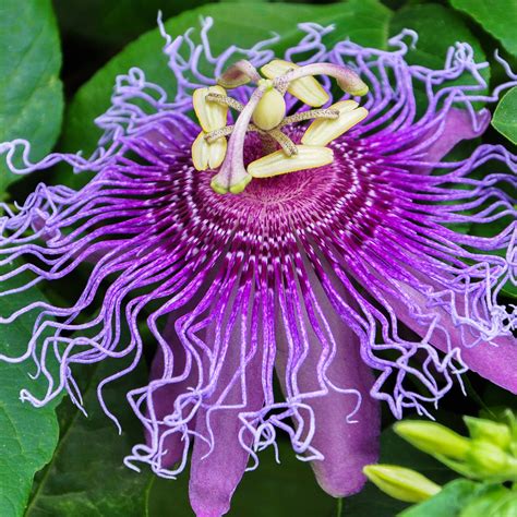 Passionflower