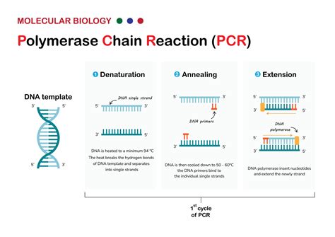 PCR Amplification