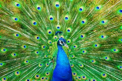 Peacock Benefits