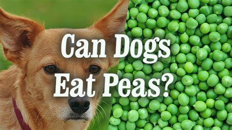 Peas for dogs