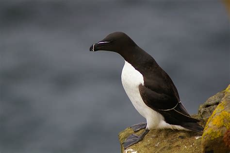 Penguin waddling