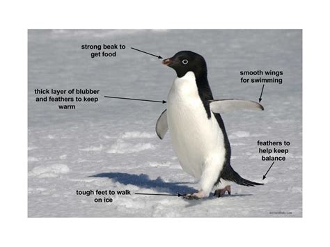 Penguin Adaptations