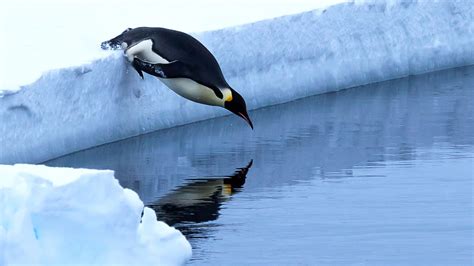 Penguin diving into the ocean