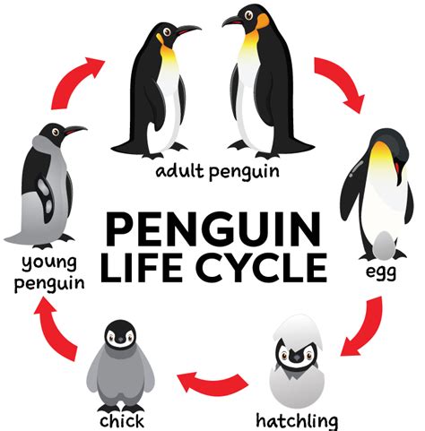 Penguin Life Cycle