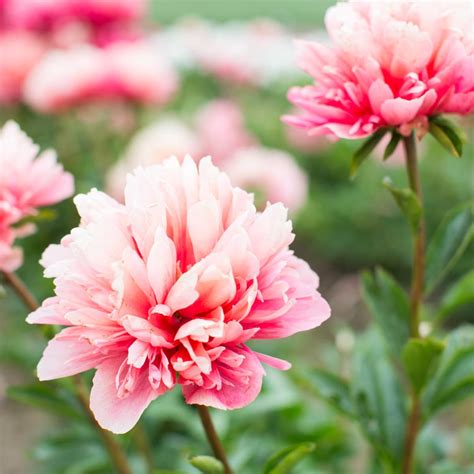 Peony blooms