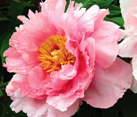 Peony Blossom Embroidery Pattern