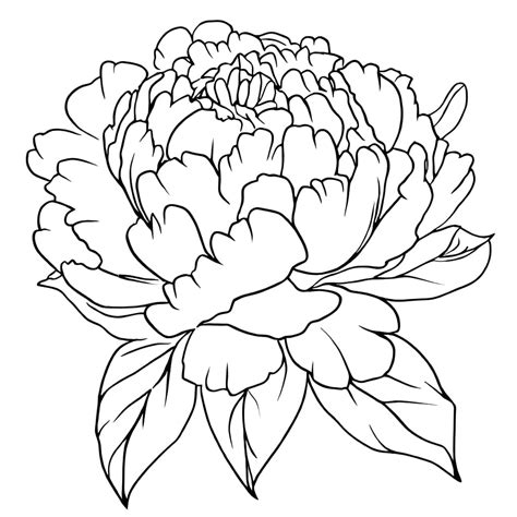 Peony Bouquet Coloring Sheet