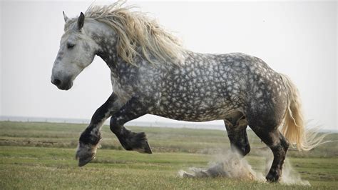 Percheron Horse