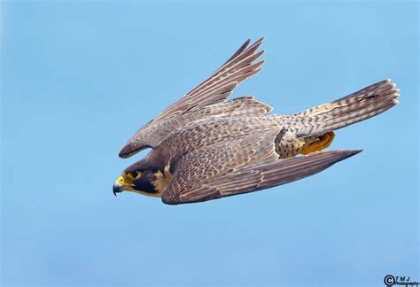 Peregrine falcon diving