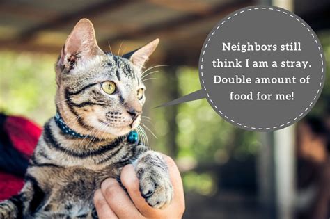 Pet feeding neighbors example