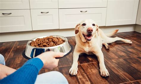 Pet feeding tricks example