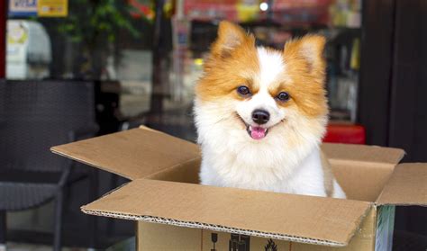 Pet food delivery