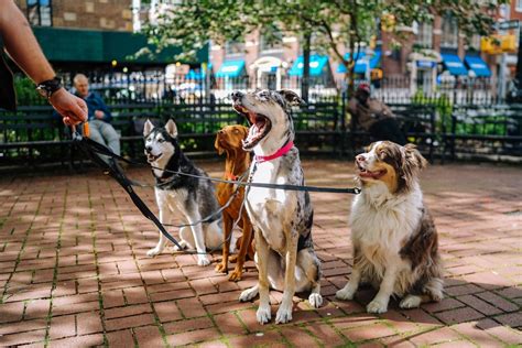 Pet-Friendly Community at Commons at Waters Edge