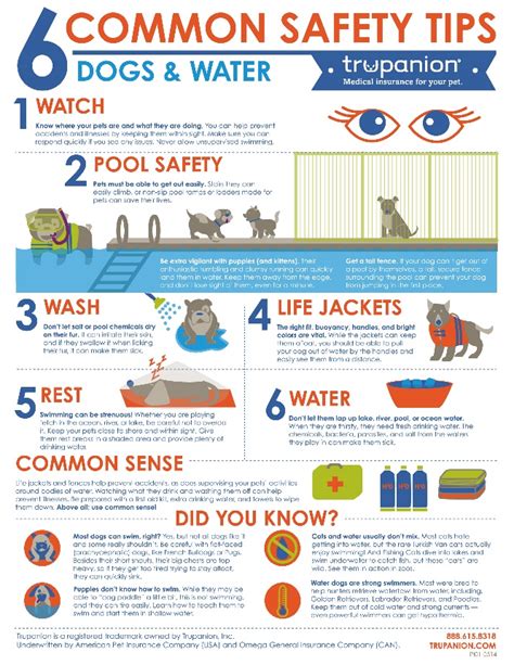 Pet Safety Measures