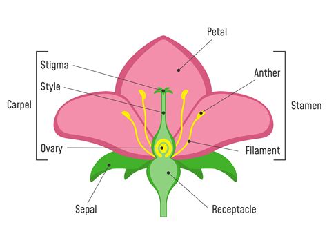 Description of petal structure