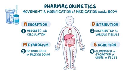 Pharmacokinetics diagram