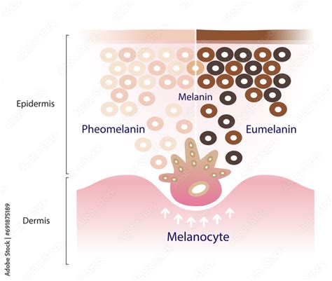 Pheomelanin structure