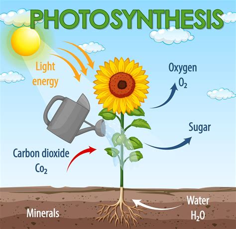 Photosynthesis process