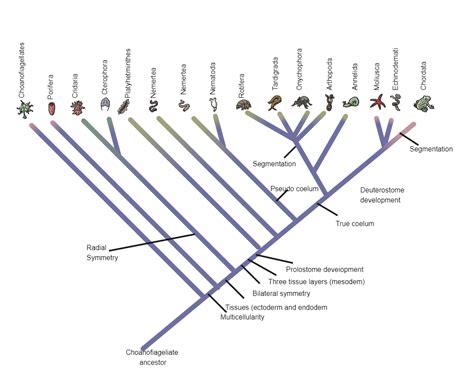 Phylogenetic Tree Template 10