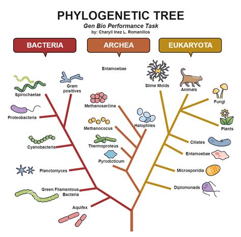 Phylogenetic Tree Template 2