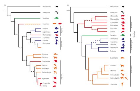 Phylogenetic Tree Template 3