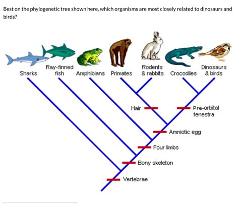 Phylogenetic Tree Template 4