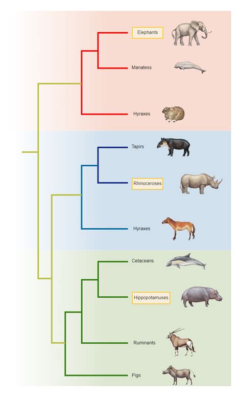 Phylogenetic Tree Template 8