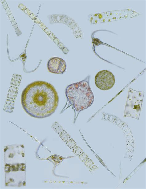 Phytoplankton Definition