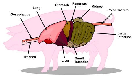 Pig Tongue Anatomy