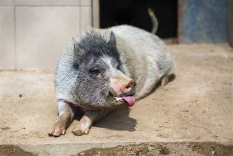 Pig Tongue Care