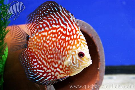 Pigeon Blood discus