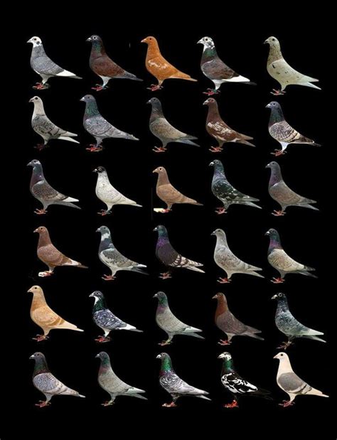 Pigeon breeds identification