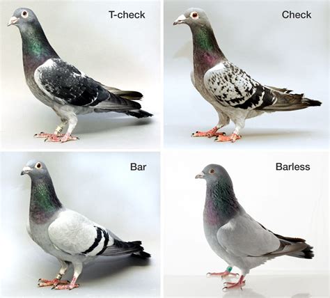 Pigeon color patterns