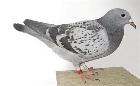 Pigeon expert consultation