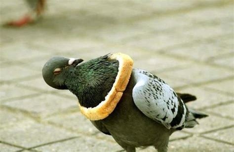 Pigeon Funny Image 5