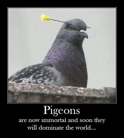 Pigeon Joke Image 9