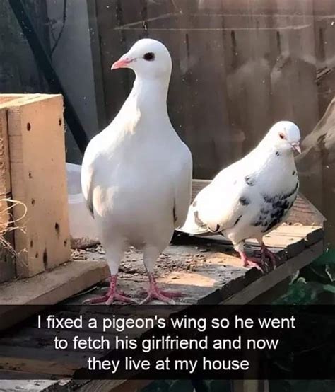 Pigeon Meme Image 1