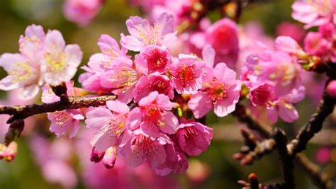 Pink Cherry Blossom Image