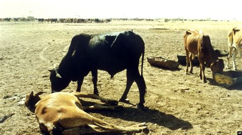 Plague of Disease on Livestock