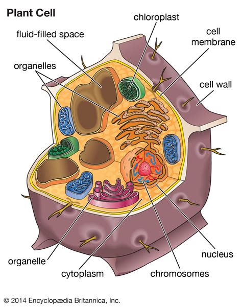 Plant cell biology illustration