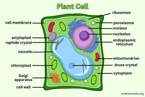 Plant cell organelles diagram